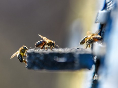 Perga – pčelinji proizvod lekovitiji od meda